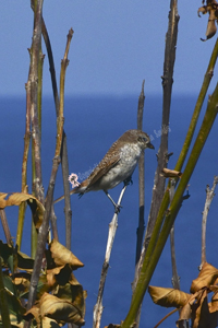 Ahtopol, Bulgaria 2019-71D-1328, Red-backed Shrike