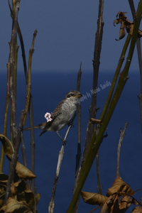 Ahtopol, Bulgaria 2019-71D-1331, Red-backed Shrike