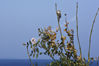 Ahtopol, Bulgaria 2019-71D-1351, Red-backed Shrike