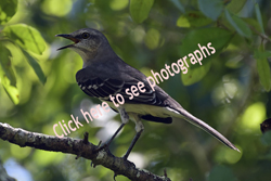 Click here to see the Bahama Mockingbird