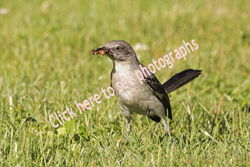 Click here to see the Northern Mockingbird