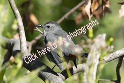 Click to see Catbirds