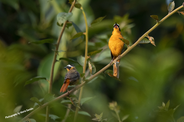 Click here to see photographs of Muscicapidae, Wagtail birds