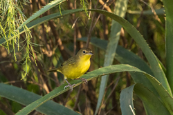 Masked Yellowthroat Warbler