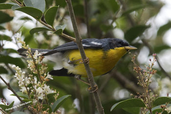 Tropical Parula