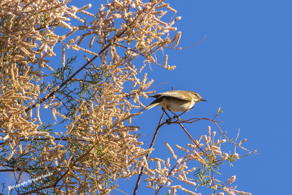 Common Chiffchaff 