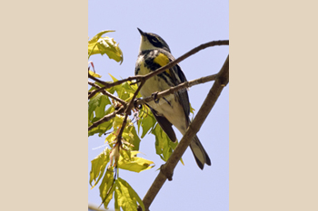 Yellow-rumped Warbler