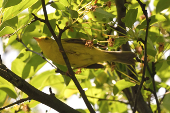 Wilson's Warbler