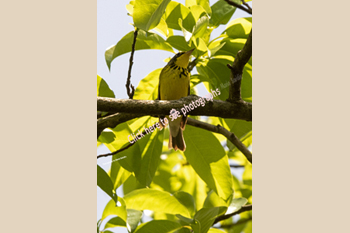 Canada Warbler