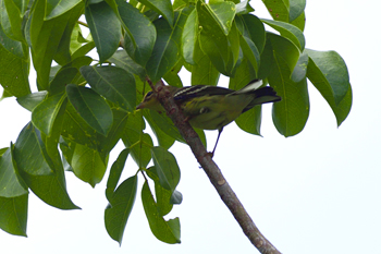 Blackburnian Warbler