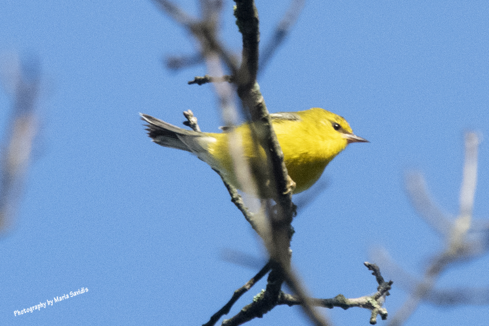 Blue-winged Warbler