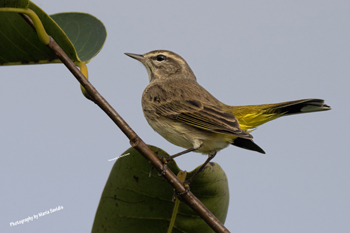 Palm Warbler