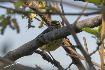 Click here to see the Northern Waterthrush