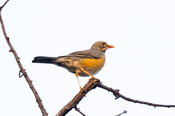 Click here to see the Kurrichane Thrush