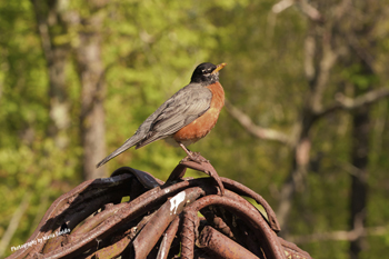 Click here to see the American Robin