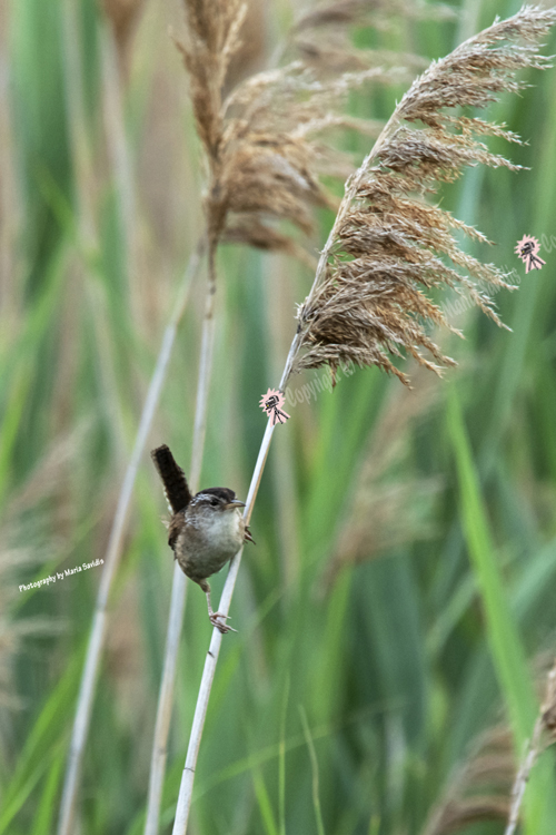 After being tormented by the little Marsh Wren for the past few weeks, I was finally able to capture one with my camera yesterday at Richard A. Rutkowski Park, Bayonne NJ