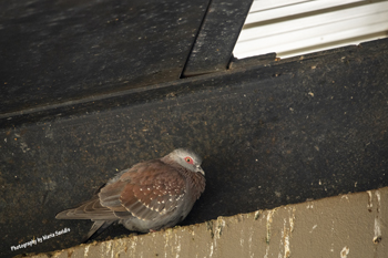 Photographs of Columbiformes - Pigeons and Doves