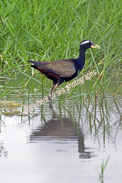 Click here to see photographs of the Jacana birds