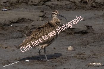 Click here to see photographs of Whimbrell