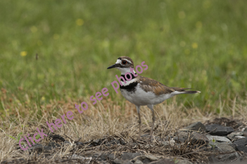 Click here to see photographs from the Killdeer Collection