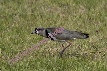 Click here to see photographs of Lapwing Plover