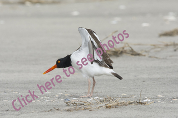 Click here to see photographs of Oystercatchers