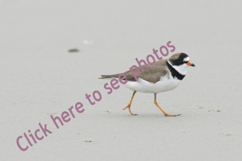Click here to see photographs of the Semipalmated Plover
