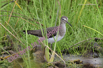 Click here to see photographs of Sandpiper, Dowitcher, and Sanderling
