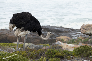Photographs of Struthioniformes - Ostrich