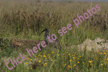 Click here to see photographs of the South American Plumbeous Ibis