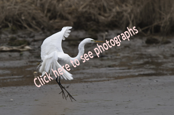 Click here to see photographs of the Great Egret