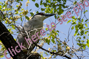 Click here to see photographs of the Black-crowned Night Heron