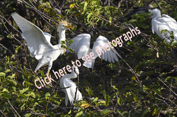 Click here to see photographs of Cattle Egret