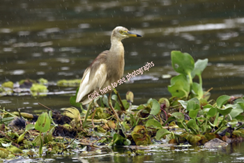 Click here to see photographs of the Pond Heron