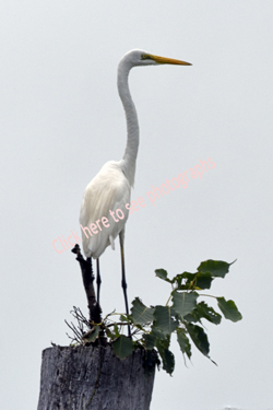Click here to see photographs of the Eastern Great Egret
