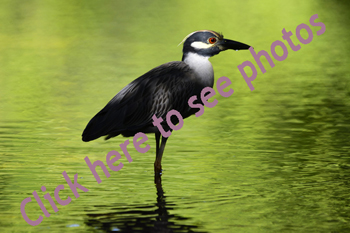 Click here to see photographs of Yellow-Crowned Night Heron
