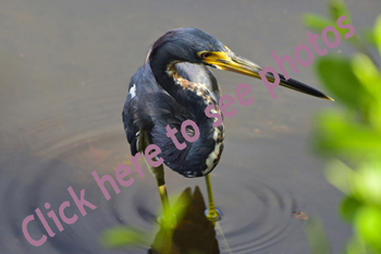 Click here to see photographs of Tricolored Heron