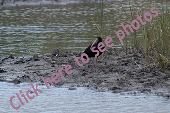 Click here to see photographs of the Bare-faced Ibis