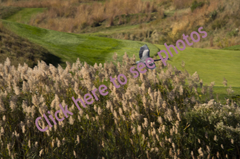 Click here to see photographs of the Great Blue Heron