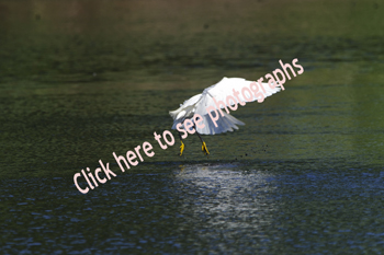 Click here to see photographs of the Snowy Egret
