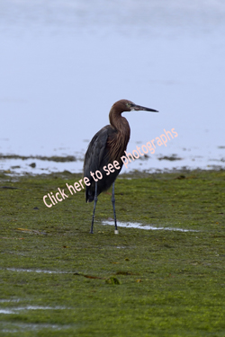 Click here to see photographs of the Reddish Egret