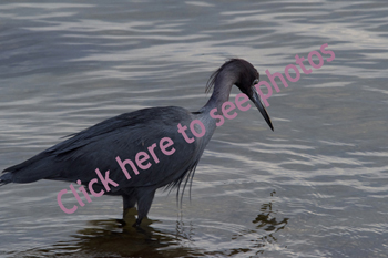 Click here to see photographs of the Little Blue Heron