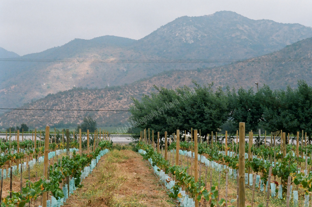 Photographs of Vinyards in Chile