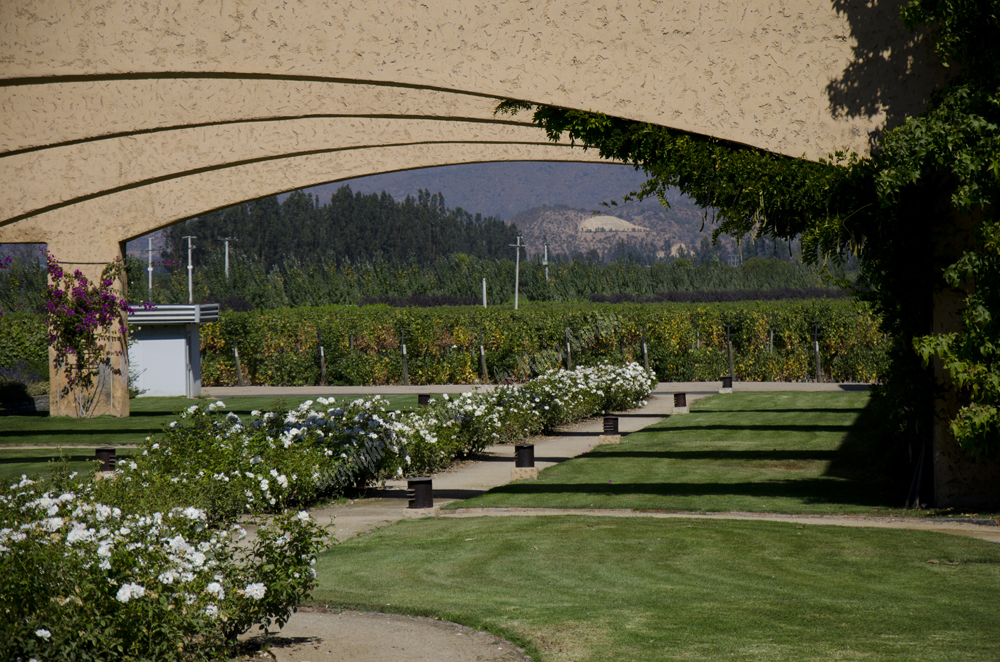 Winery in Chile