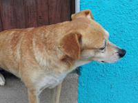 Valparaiso Dog