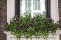 Random photo of London England, 2005-3806