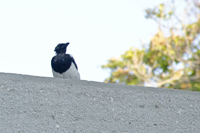 Athens, Greece 2017-70D-8671, Common Eurasian Magpie