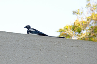 Athens, Greece 2017-70D-8673, Common Eurasian Magpie