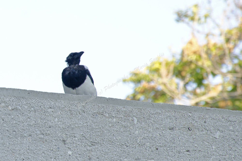 Common Eurasian Magpie, Athens, Greece