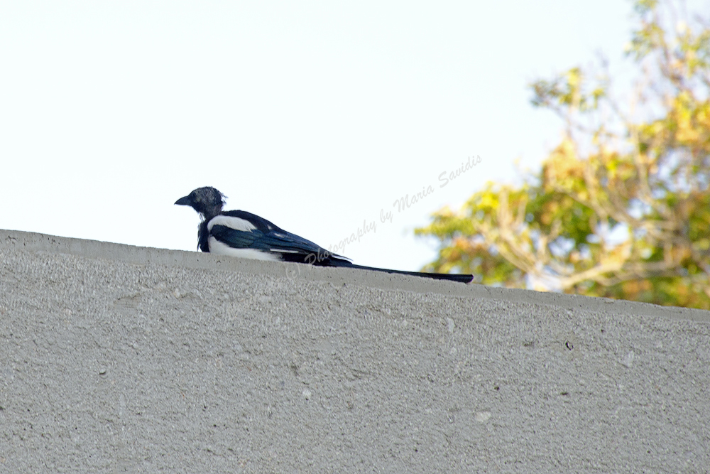 Common Eurasian Magpie, Athens, Greece